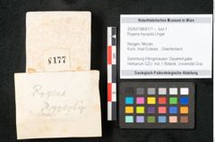 Foto (Objekt + Etikett) von Royena myosotis Unger (NHMW-GEO-2024-0188-8177)